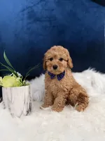 Charlie, a male Miniature Goldendoodle for sale in Olympia Fields, IL – Photo 2 of 3