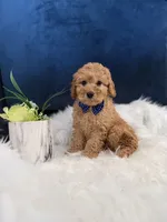 Charlie, a male Miniature Goldendoodle for sale in Olympia Fields, IL – Photo 3 of 3