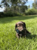Max (Longhaired) , a male Miniature Dachshund for sale in Oak Brook, IL – 2 of 4