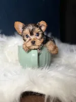 Missy , a female Yorkshire Terrier for sale in Skokie, IL – 4 of 5
