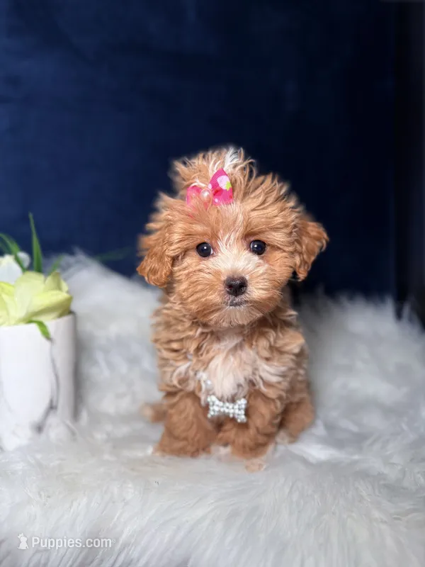 Star – Maltipoo puppy for sale in Homewood, IL