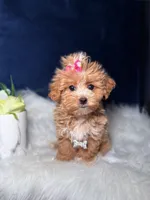 Star, a female Maltipoo for sale in Homewood, IL – 1 of 1