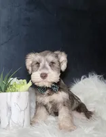 Loki , a male Miniature Schnauzer for sale in Homewood, IL – 1 of 2