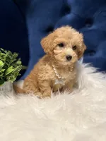 Sweetie , a female Miniature Goldendoodle for sale in Oak Brook, IL – 2 of 5