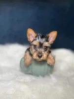 Colby , a male Yorkshire Terrier for sale in Homewood, IL – 1 of 4