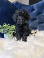 Finn, a male Miniature Goldendoodle for sale in Oak Brook, IL – 2 of 3