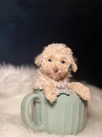 Pumpkin , a female Poodle - Toy  for sale in Olympia Fields, IL – Photo 3 of 3