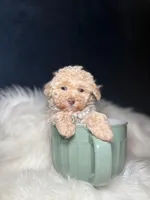 Pumpkin , a female Poodle - Toy  for sale in Olympia Fields, IL – Photo 2 of 3