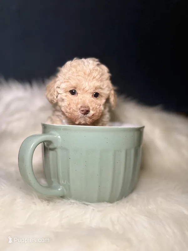 Pumpkin  – Poodle - Toy  puppy for sale in Olympia Fields, IL