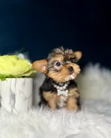 Millie , a female Yorkshire Terrier for sale in Skokie, IL – 7 of 10