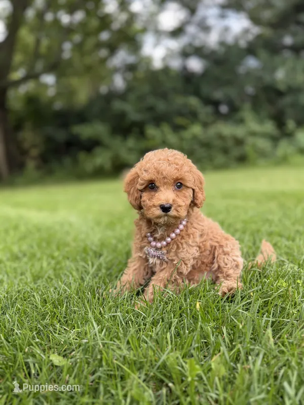 Honey  – Miniature Goldendoodle puppy for sale in Oak Brook, IL