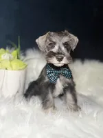 Mister , a male Miniature Schnauzer for sale in Skokie, IL – 1 of 5