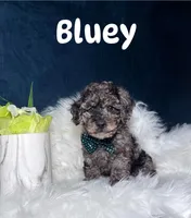 Bluey , a male Poodle - Toy  for sale in Homewood, IL – 1 of 1