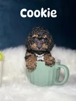 Cookie , a female Poodle - Toy  for sale in Homewood, IL – 1 of 1