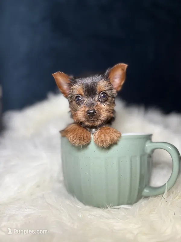 Tiny (Teacup) – Yorkshire Terrier puppy for sale in Homewood, IL