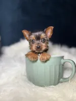 Tiny (Teacup), a female Yorkshire Terrier for sale in Homewood, IL – 1 of 5