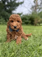 Cooper (Dark Red) , a male Miniature Goldendoodle for sale in Oak Brook, IL – 2 of 7