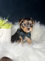 Ace , a male Yorkshire Terrier for sale in Skokie, IL – 2 of 3