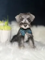 Mister , a male Miniature Schnauzer for sale in Skokie, IL – 2 of 5