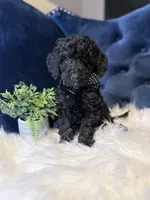 Finn, a male Miniature Goldendoodle for sale in Oak Brook, IL – 1 of 3