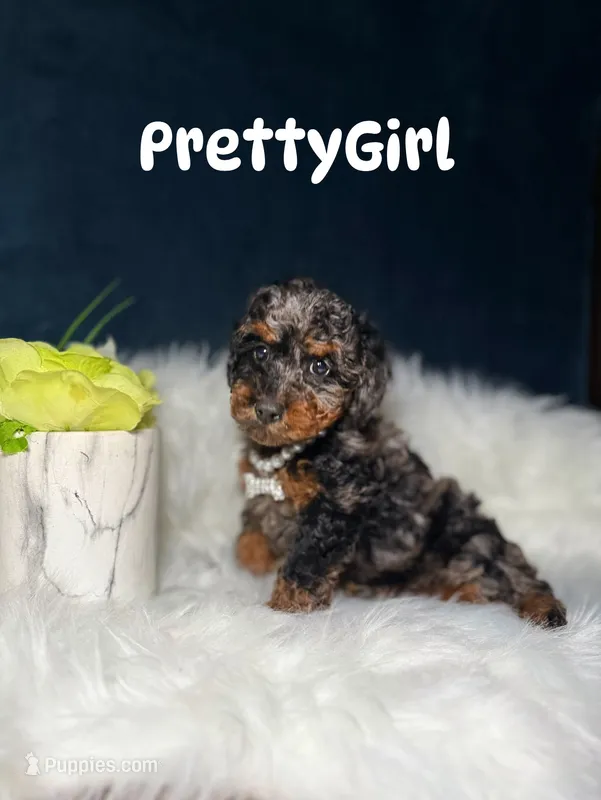 PrettyGirl  – Poodle - Toy  puppy for sale in Homewood, IL