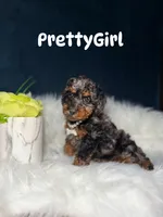 PrettyGirl , a female Poodle - Toy  for sale in Homewood, IL – 1 of 1