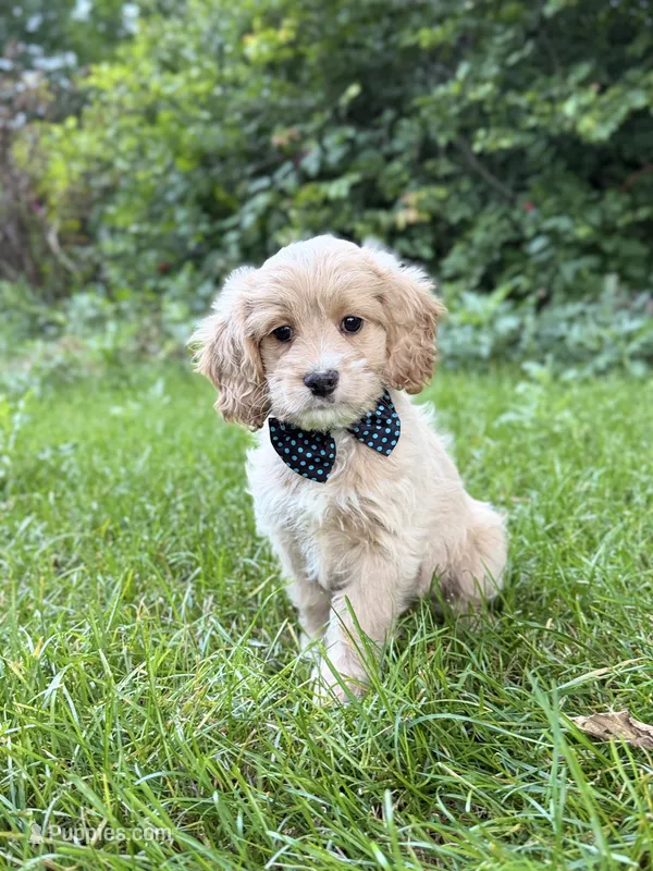 Benny  – Cavapoo puppy for sale in Oak Brook, IL