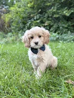 Benny , a male Cavapoo for sale in Oak Brook, IL – 1 of 3