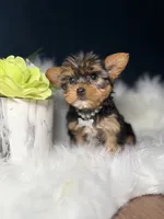 Millie , a female Yorkshire Terrier for sale in Skokie, IL – 10 of 10