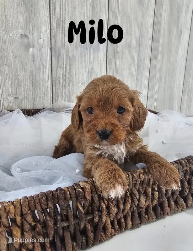 Milo – Cavapoo puppy for sale in Homewood, IL