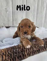 Milo, a male Cavapoo for sale in Homewood, IL – 1 of 1
