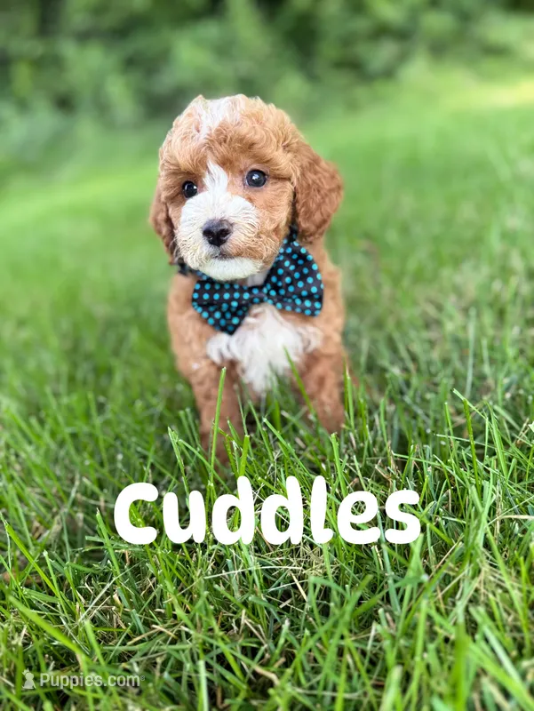 Cuddles (Micro) – Miniature Goldendoodle puppy for sale in Homewood, IL