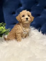 Sweetie , a female Miniature Goldendoodle for sale in Oak Brook, IL – 4 of 5