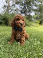 Cooper (Dark Red) , a male Miniature Goldendoodle for sale in Oak Brook, IL – 5 of 7