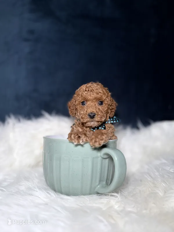Cooper – Poodle - Toy  puppy for sale in Homewood, IL