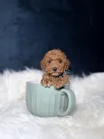 Cooper, a male Poodle - Toy  for sale in Homewood, IL – 1 of 3