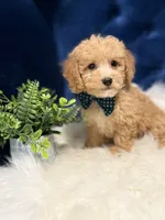 Loki, a male Miniature Goldendoodle for sale in Oak Brook, IL – 5 of 5