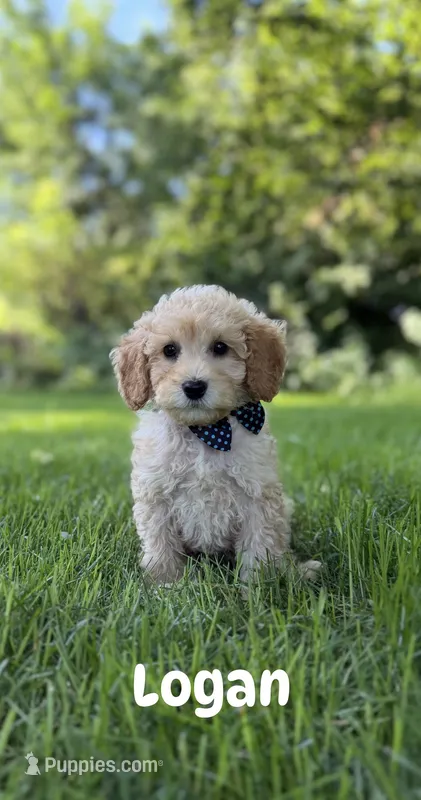 Logan  – Miniature Goldendoodle puppy for sale in Oak Brook, IL