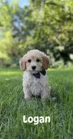 Logan , a male Miniature Goldendoodle for sale in Oak Brook, IL – 1 of 2
