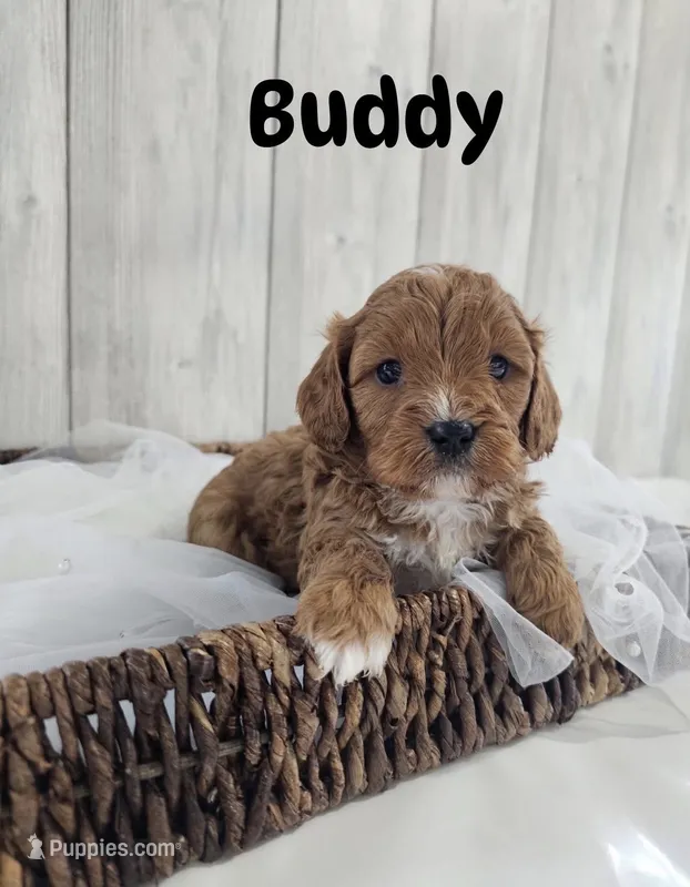 Buddy  – Cavapoo puppy for sale in Homewood, IL
