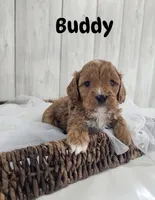 Buddy , a male Cavapoo for sale in Homewood, IL – 1 of 1