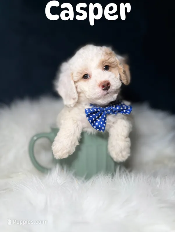 Casper  – Poodle - Toy  puppy for sale in Oak Brook, IL