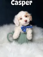 Casper , a male Poodle - Toy  for sale in Oak Brook, IL – 1 of 1