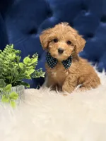 Benji, a male Miniature Goldendoodle for sale in Oak Brook, IL – 2 of 4