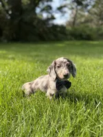 Loki (Longhaired), a male Miniature Dachshund for sale in Oak Brook, IL – 4 of 4