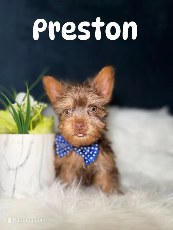 Preston – Yorkshire Terrier puppy for sale in Oak Brook, IL