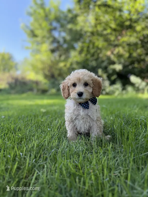 Logan (MICRO MINI) – Miniature Goldendoodle puppy for sale in Oak Brook, IL