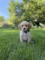 Logan , a male Miniature Goldendoodle for sale in Oak Brook, IL – 2 of 2