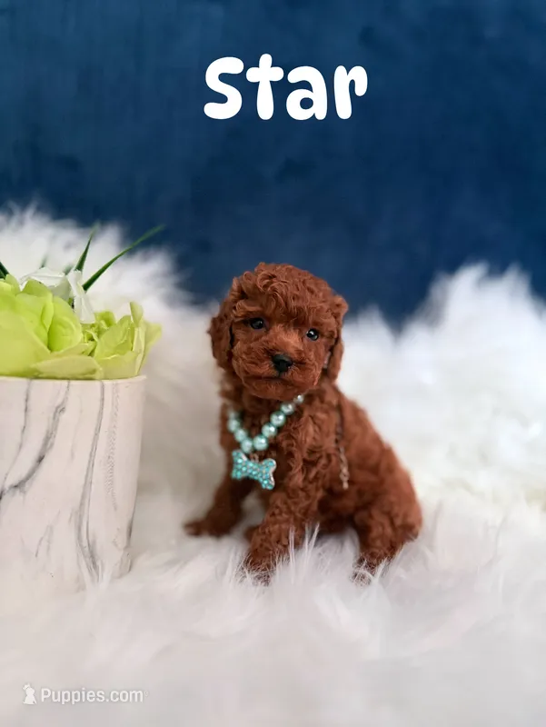Star – Poodle - Toy  puppy for sale in Homewood, IL
