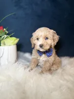 Max , a male Cavapoo for sale in Olympia Fields, IL – Photo 1 of 4